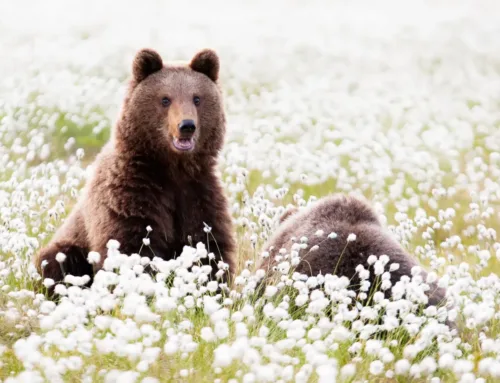 LAPLAND – What you won’t find in the guidebooks
