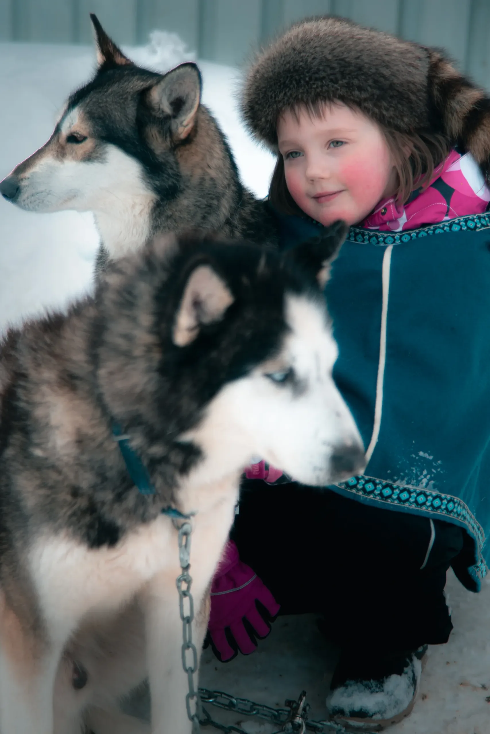 Friendly-dogs-1