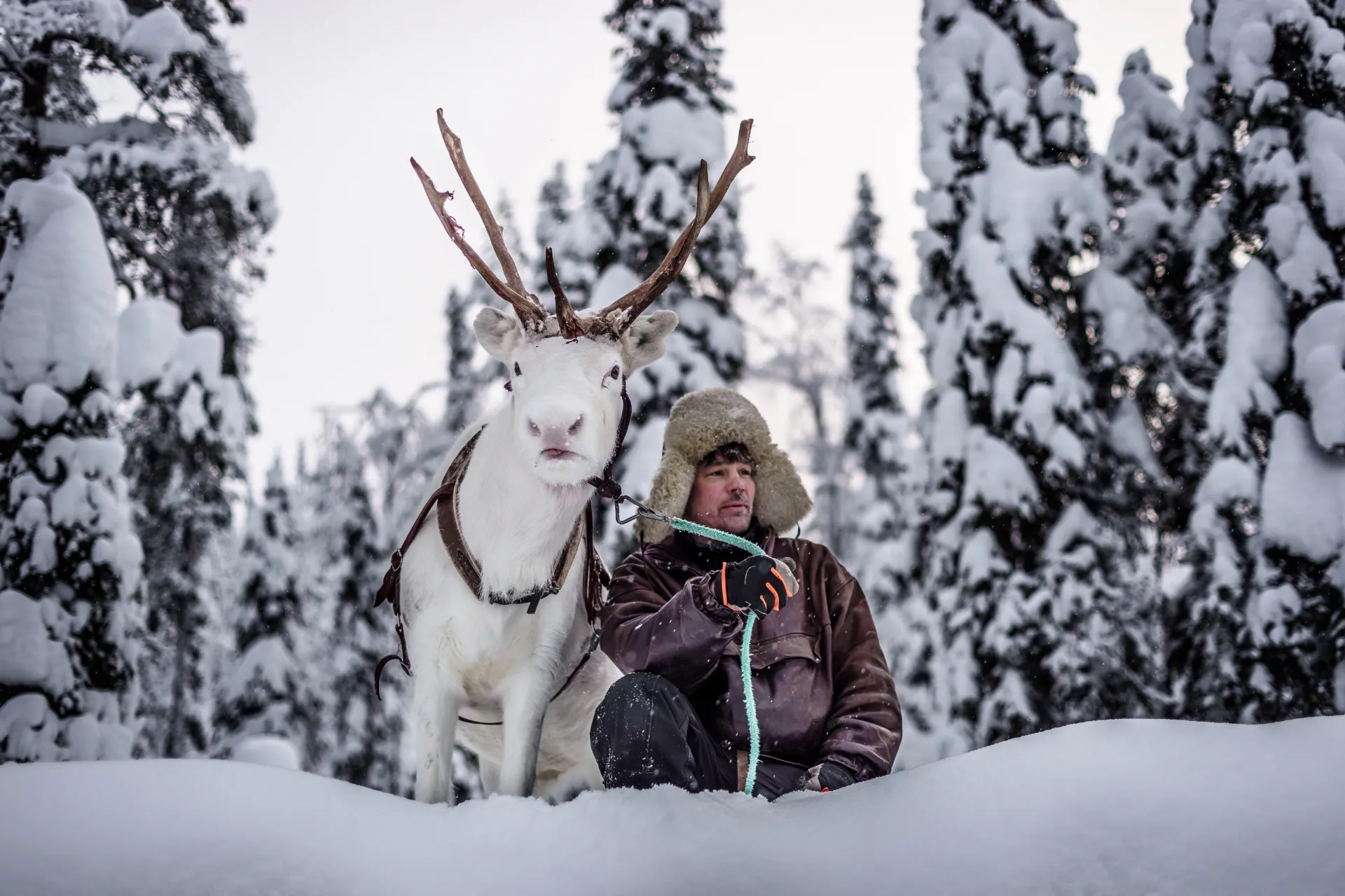 Hello-reindeers