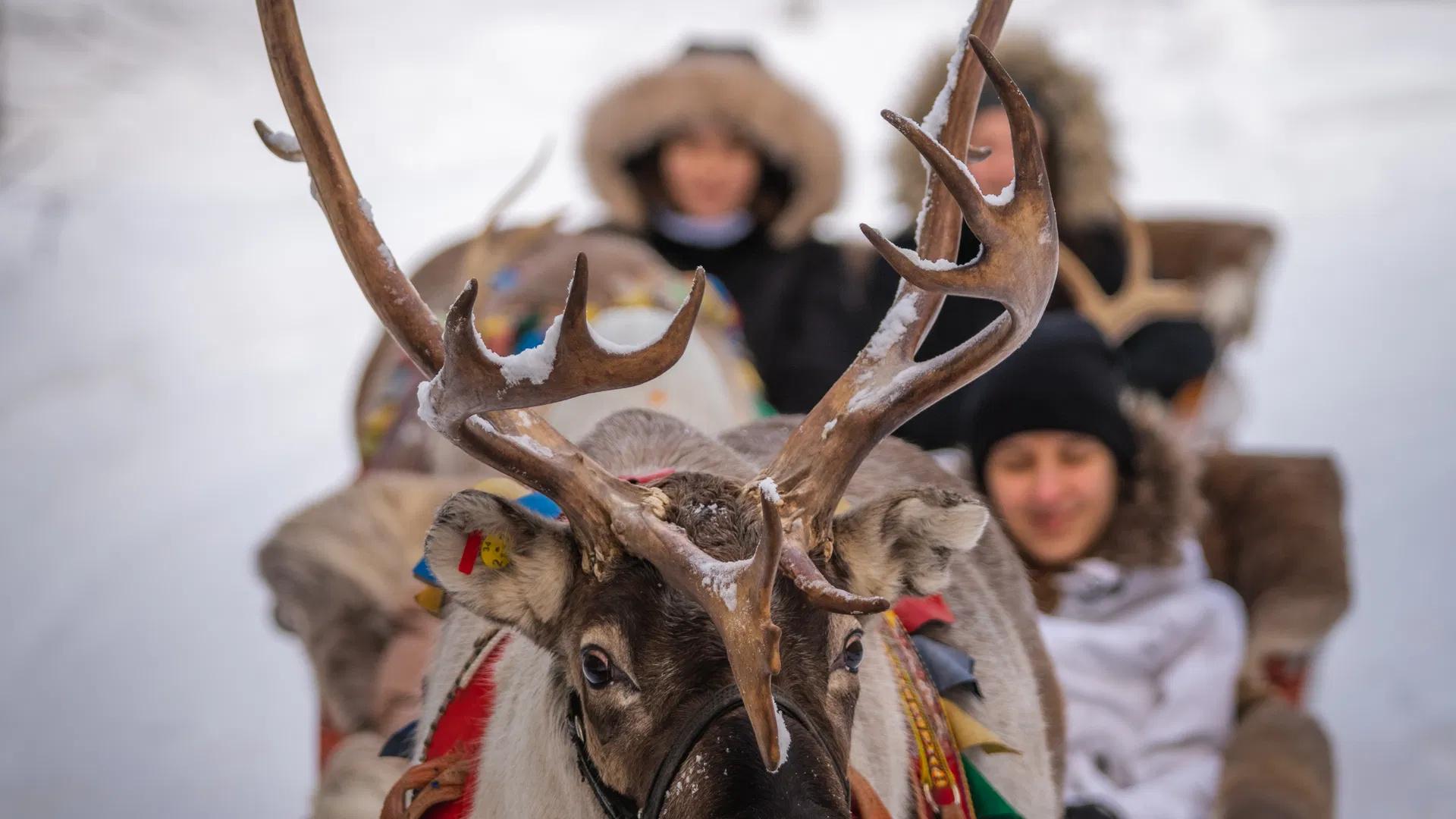 Reindeer